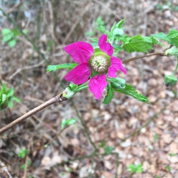 Rubus spectabilis Flor