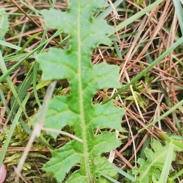 Cirsium filipendulum Leaf