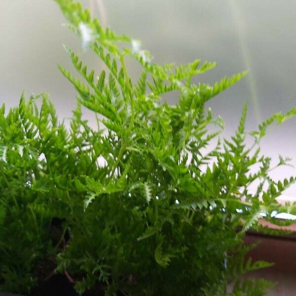 Pteris dentata Leaf