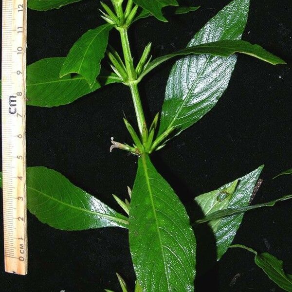 Hygrophila costata Други