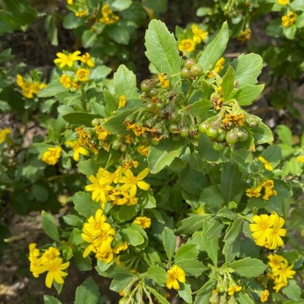 Chrysanthemoides monilifera Virág