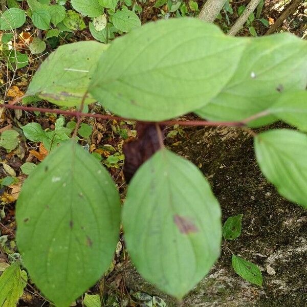 Cornus sanguinea Ліст