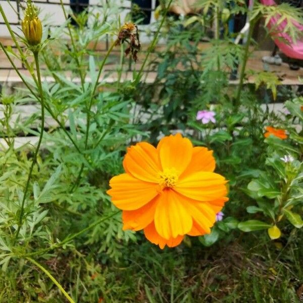 Cosmos caudatus Bloem