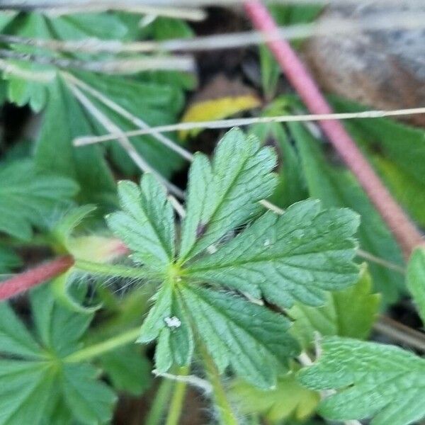 Potentilla verna Lehti