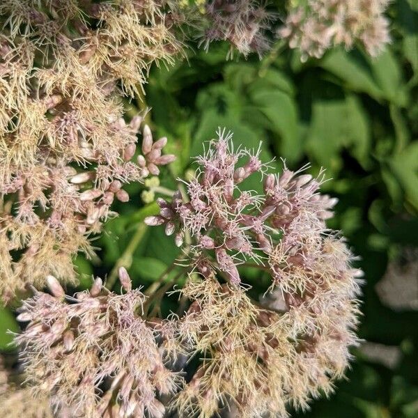 Eutrochium fistulosum Flower