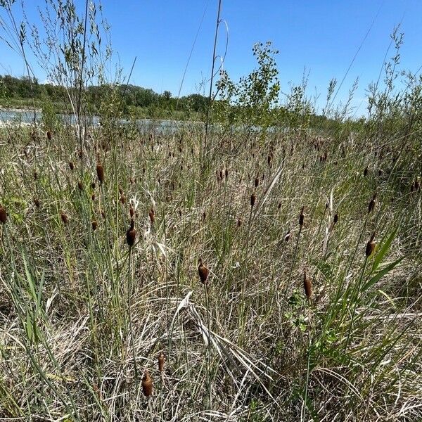 Typha minima Hábito