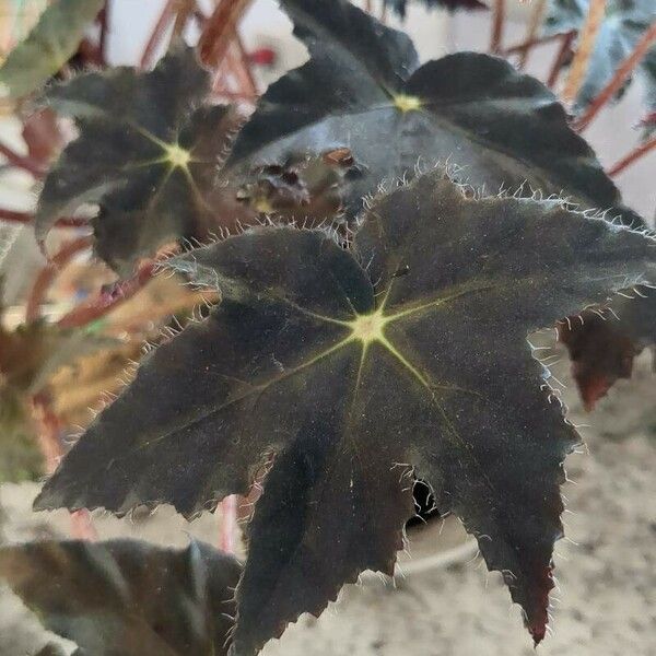 Begonia heracleifolia Leaf