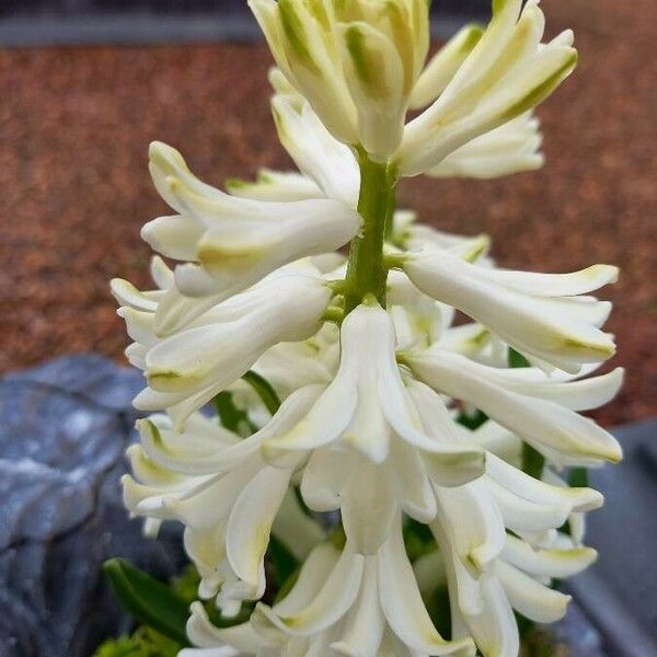 Hyacinthus orientalis Květ