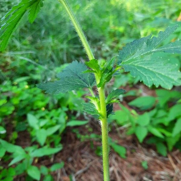 Potentilla norvegica Other