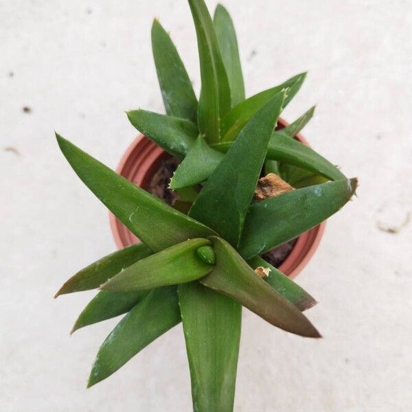 Aloe spp. Leaf