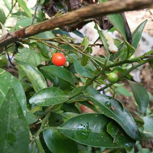 Solanum pseudocapsicum Vrucht