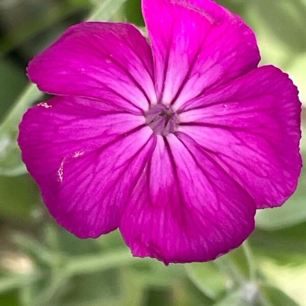 Silene coronaria Flor