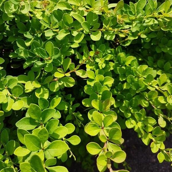 Berberis thunbergii Leaf