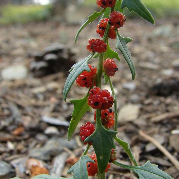 Atriplex patula Плод