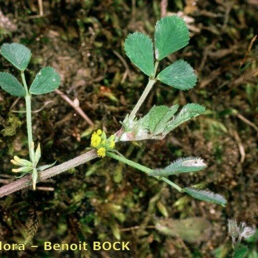 Medicago monspeliaca Outro