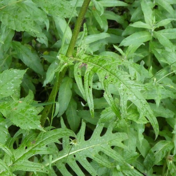 Cirsium rivulare Yaprak