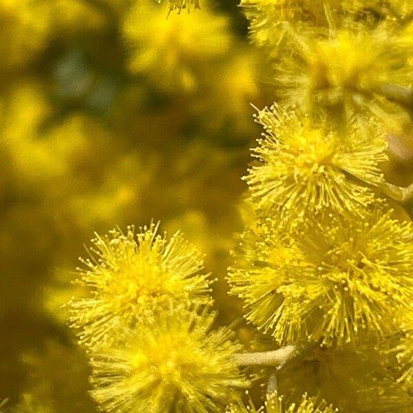 Acacia cultriformis Flower