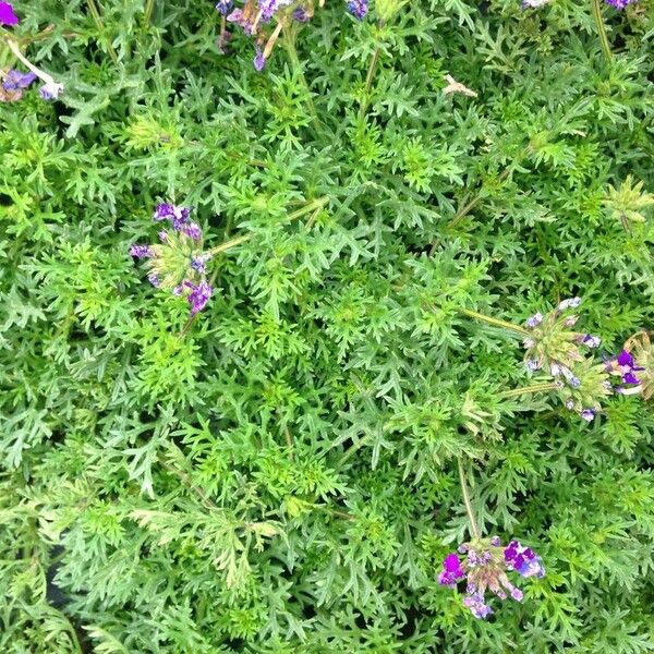 Verbena tenera Habit