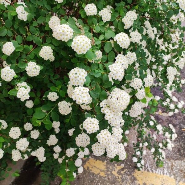 Spiraea trilobata Flower