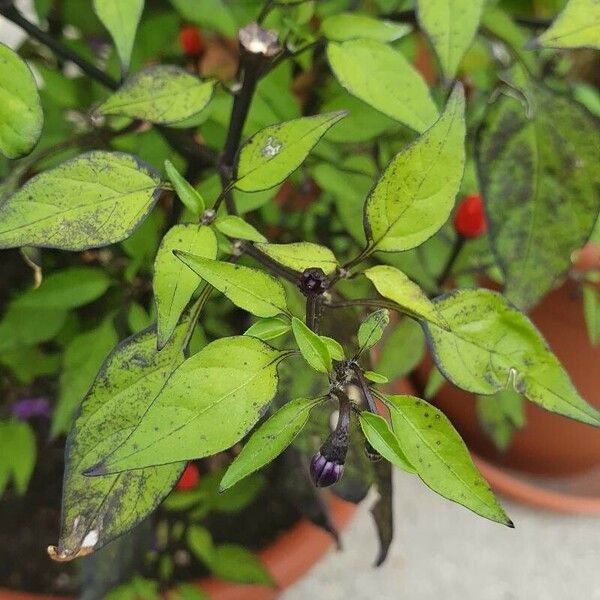 Capsicum frutescens Hostoa