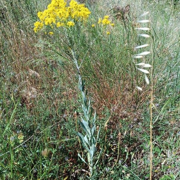 Isatis tinctoria Vekstform