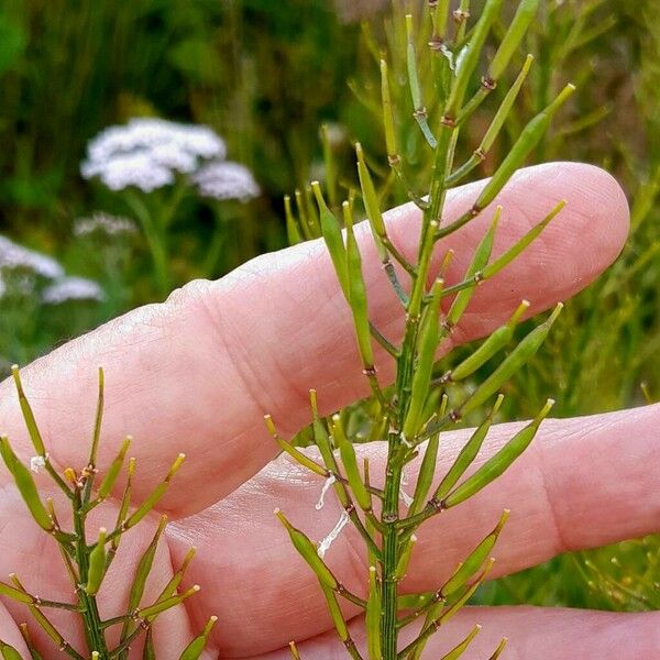 Barbarea vulgaris Fruit