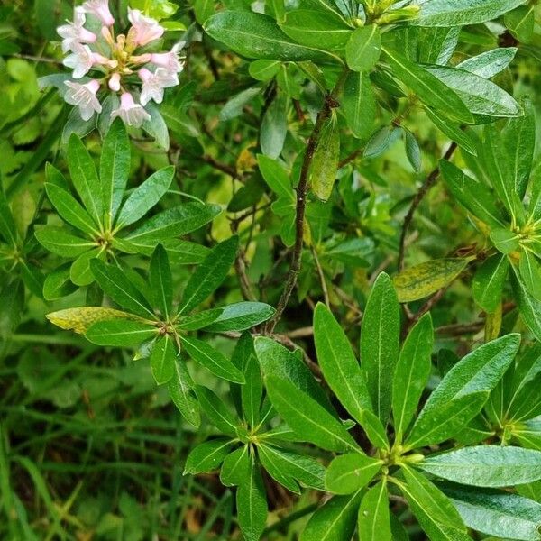 Rhododendron hirsutum 葉