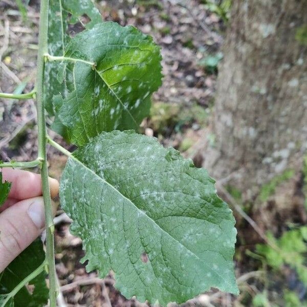 Salix caprea Leaf