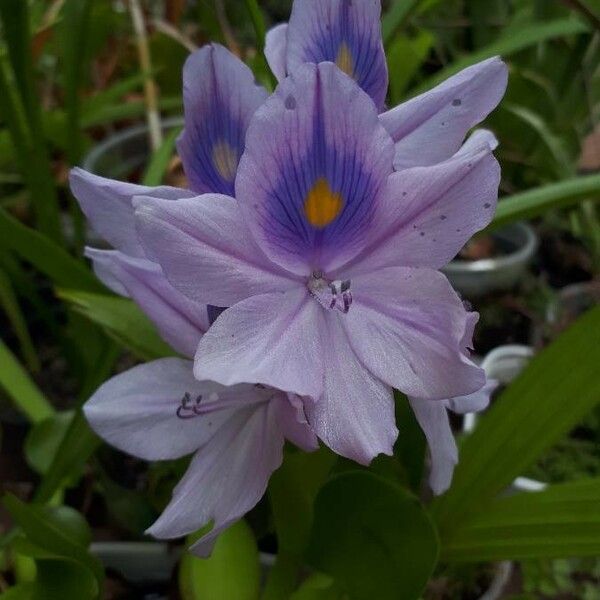 Eichhornia crassipes Fleur