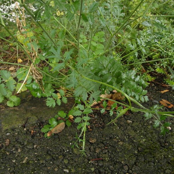 Pimpinella saxifraga Yaprak