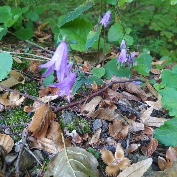 Campanula rapunculoides Flower