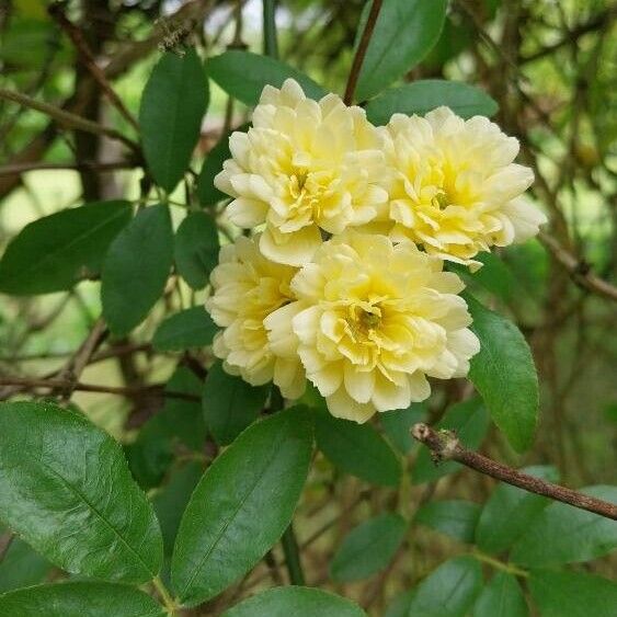Rosa banksiae Квітка