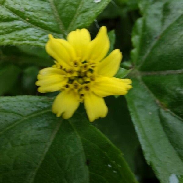 Calyptocarpus vialis Flower