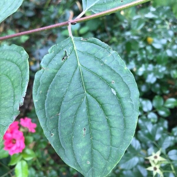 Cornus sanguinea Leaf