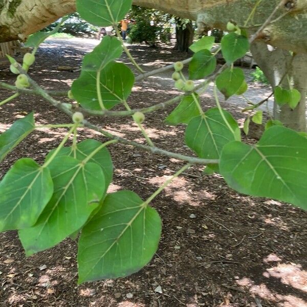 Ficus abutilifolia পাতা