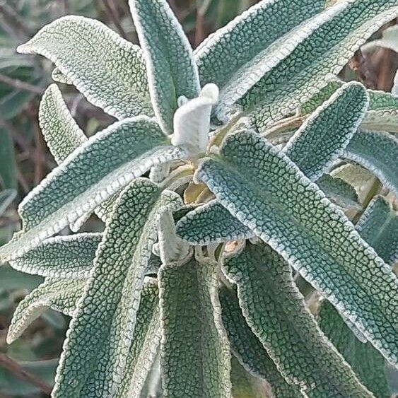 Phlomis purpurea Листок