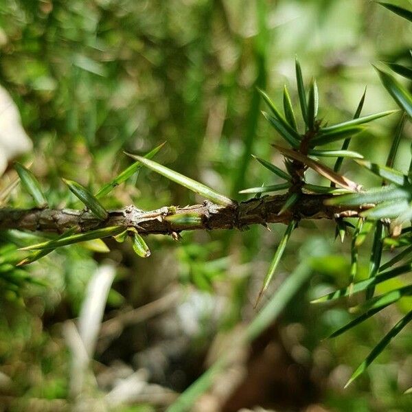 Juniperus communis Kabuk