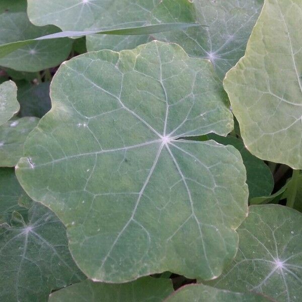 Tropaeolum majus Blatt