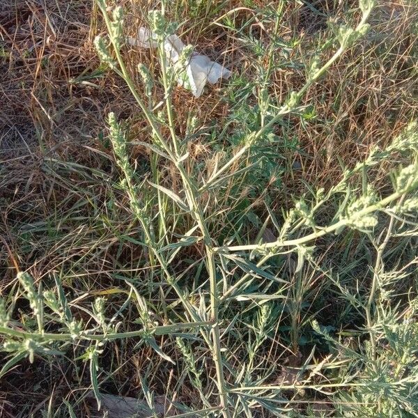 Artemisia vulgaris Ліст