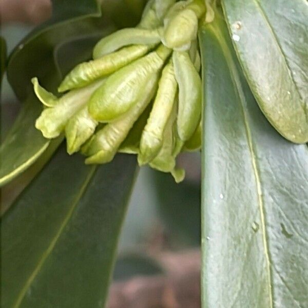 Daphne laureola 花