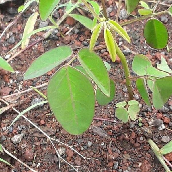 Oxalis barrelieri পাতা