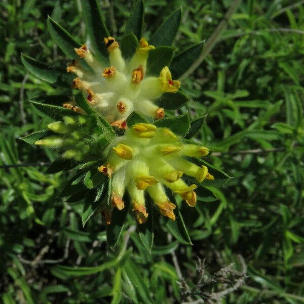 Anthyllis vulneraria Blomma