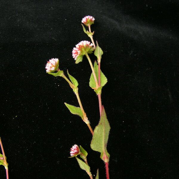 Persicaria nepalensis Hábito