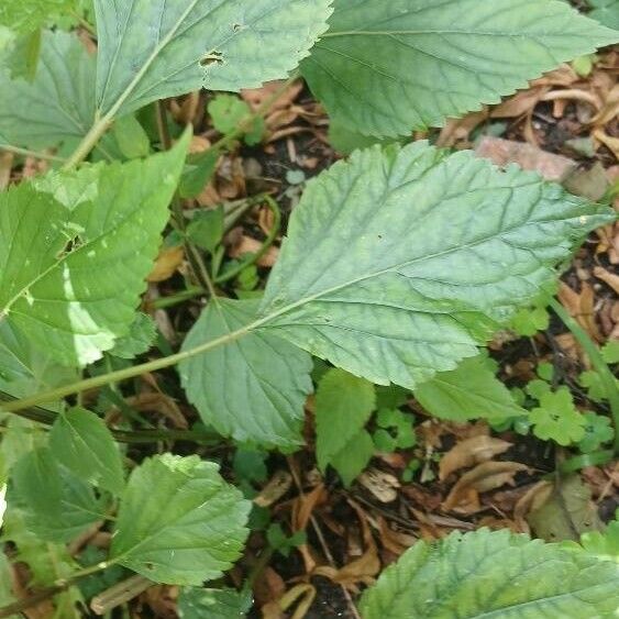 Ageratina adenophora Liść