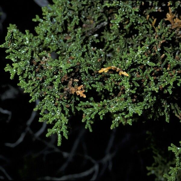 Juniperus monosperma Fruit