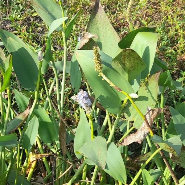 Pontederia cordata عادت