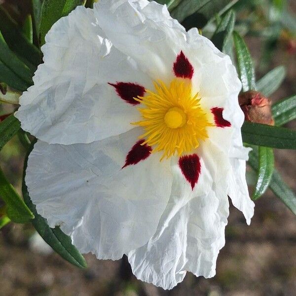 Cistus ladanifer फूल