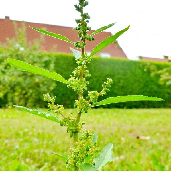 Rumex conglomeratus Flors