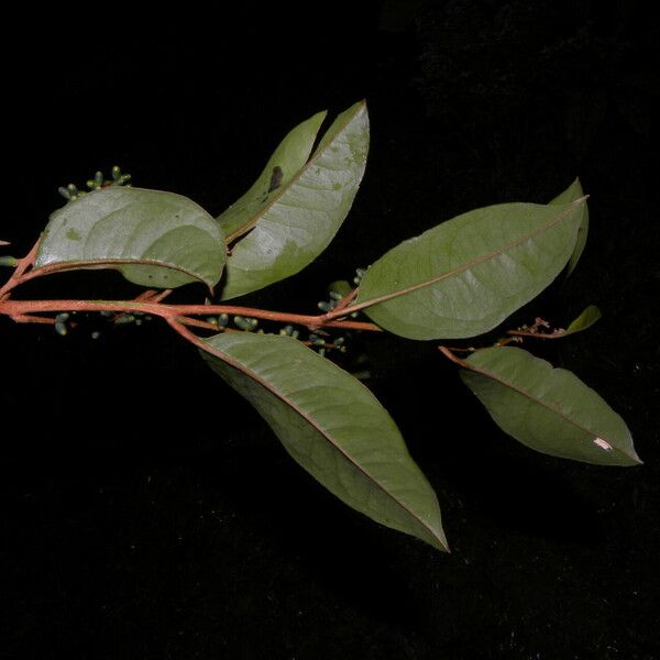 Phthirusa pyrifolia आदत