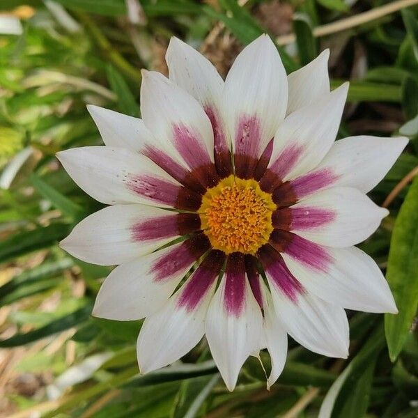 Gazania rigens 花